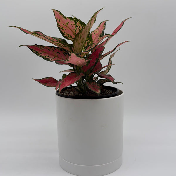 How to Care for Aglaonema Red Hybrid