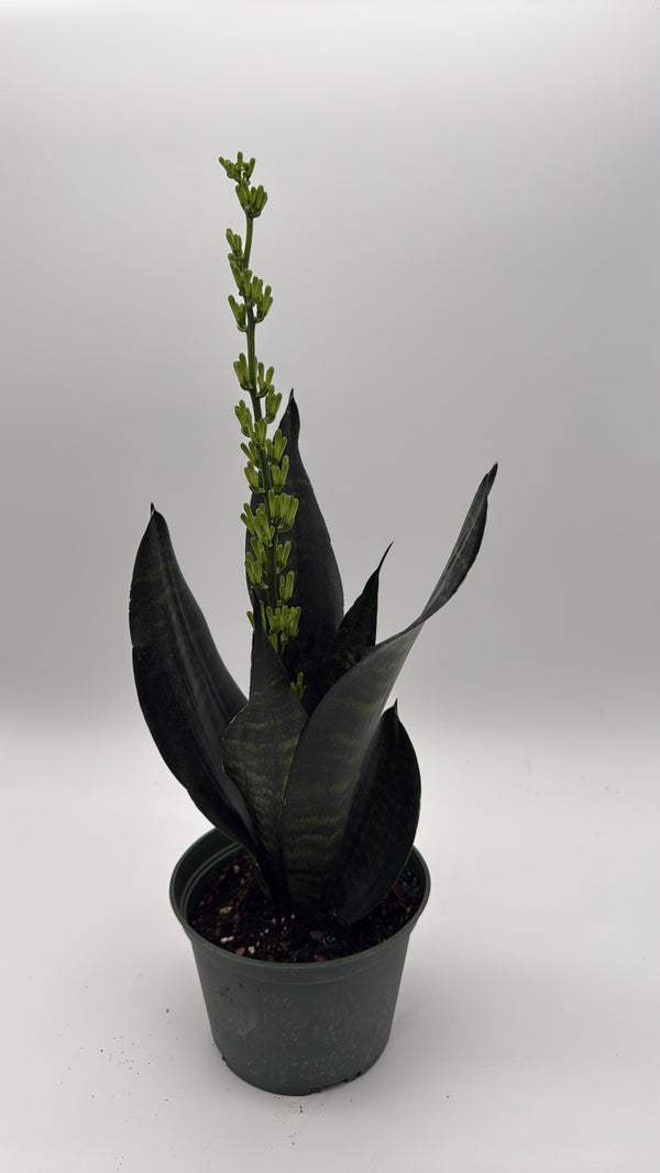 How to Care for Sansevieria Robusta