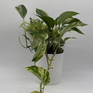 How to Care for Pothos Marble Queen