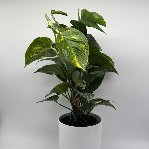 How to Care for Hawaiian Pothos