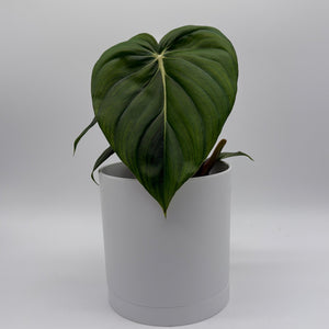How to Care for Philodendron McDowell