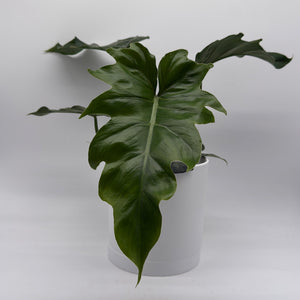 How to Care for Philodendron Mayoi