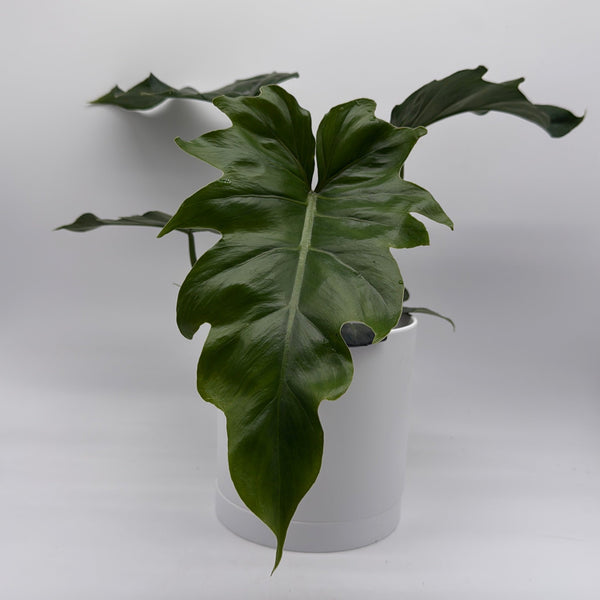 How to Care for Philodendron Mayoi