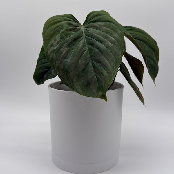How to Care for Philodendron Majestic