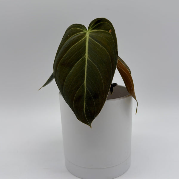 How to Care for Philodendron Black Gold