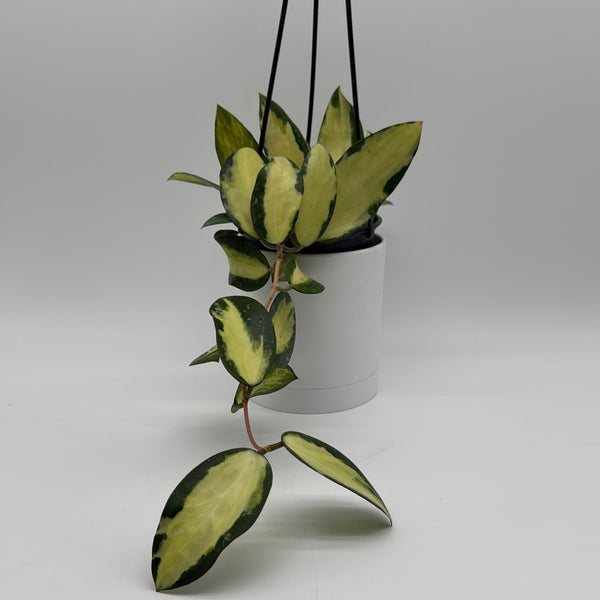 How to Care for Inner Variegated Hoya Acuta