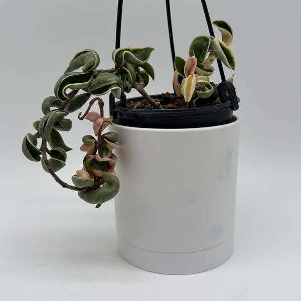 How to Care for Variegated Hoya Compacta