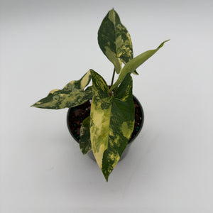 How to Care for Variegated Syngonium Podophyllum Aurea
