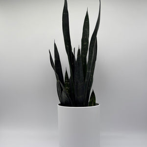 How to Care for Sansevieria Zeylanica Dragons Tooth