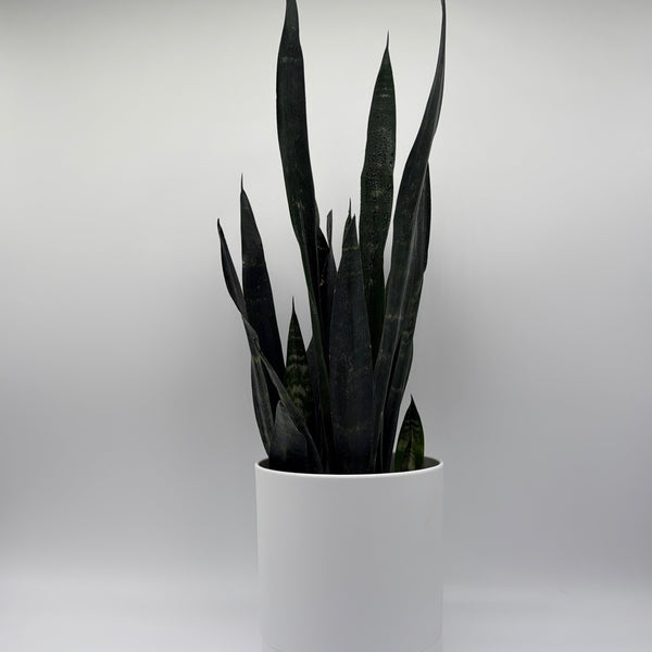 How to Care for Sansevieria Zeylanica Dragons Tooth