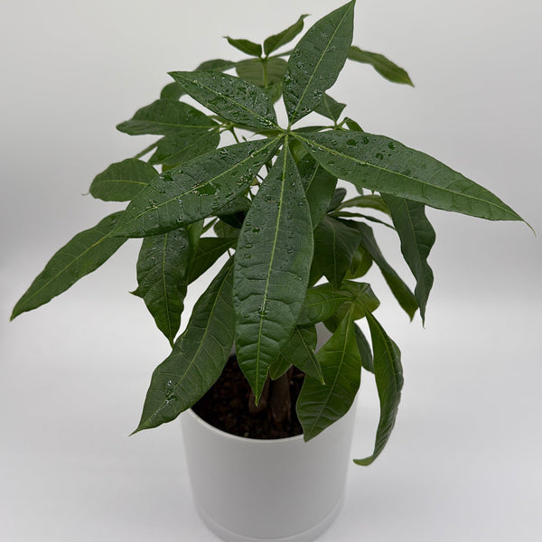 How to Care for Money Tree