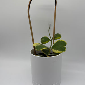 How to Care for Outer Variegated Hoya Kerrii