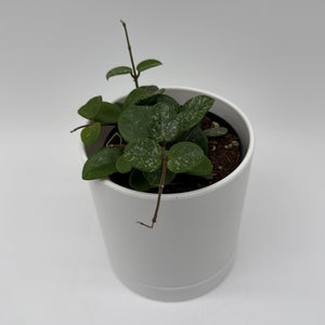 How to Care for Hoya Mathilde Splash