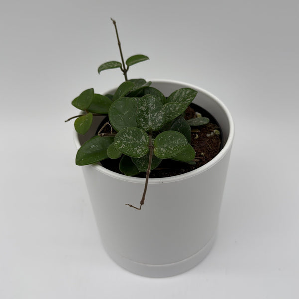 How to Care for Hoya Mathilde Splash