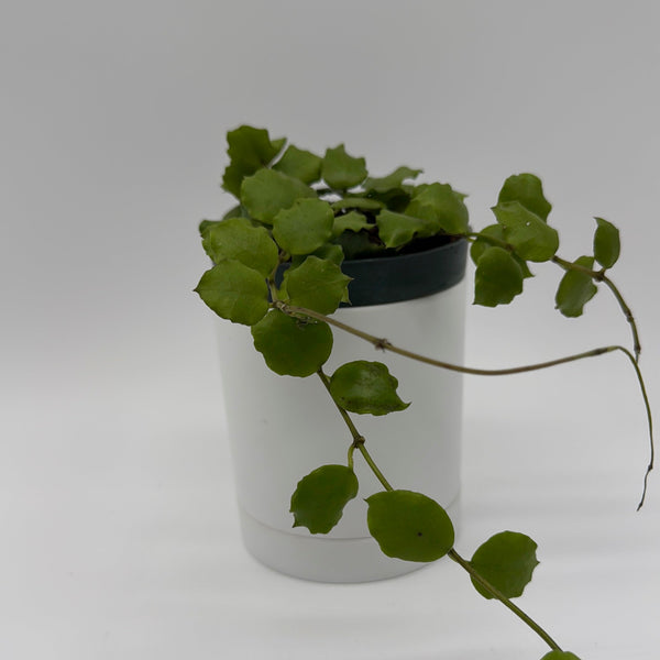 How to Care for Hoya Endauensis
