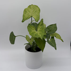 How to Care for Syngonium Pink Vein