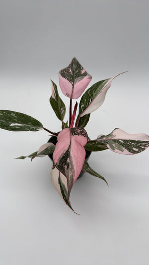 How to Care for Philodendron Pink Princess Galaxy