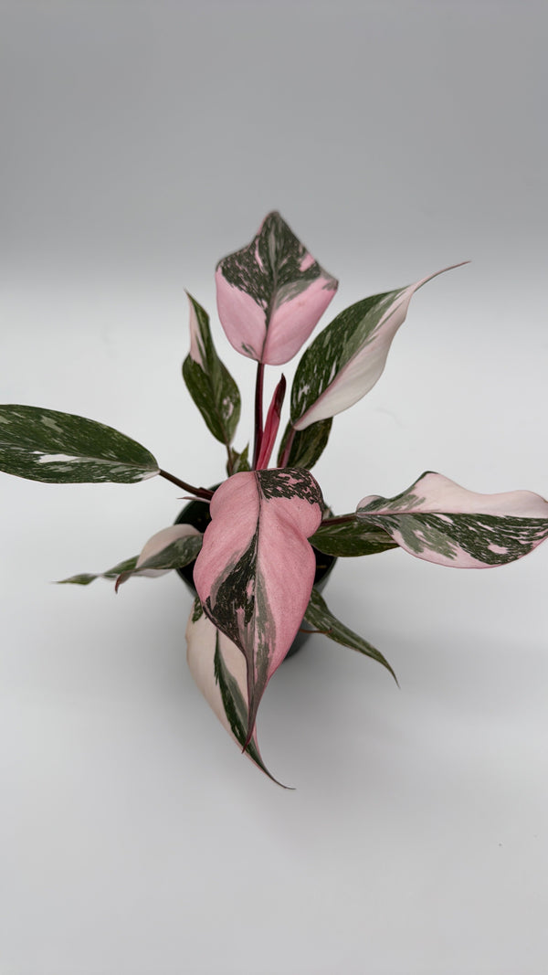 How to Care for Philodendron Pink Princess Galaxy