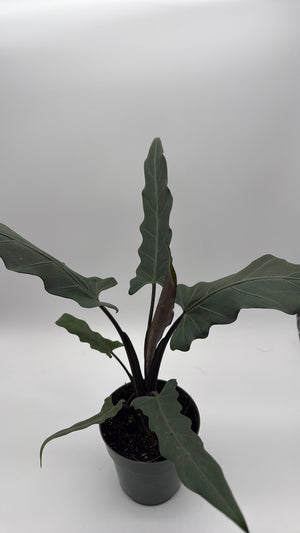 How to Care for Alocasia Purple Sword