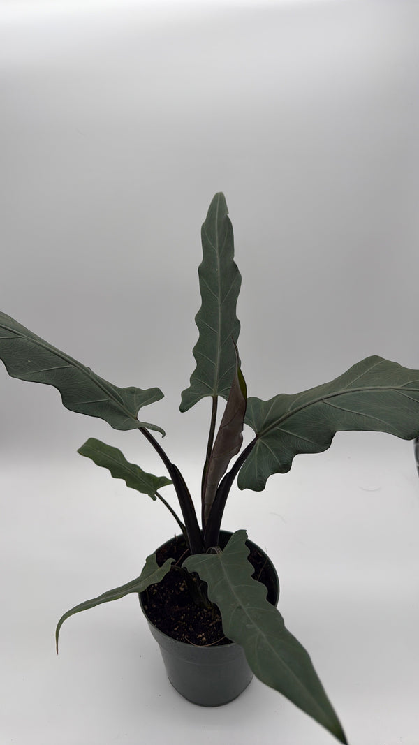 How to Care for Alocasia Purple Sword