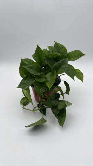 How to Care for Pothos Global Green