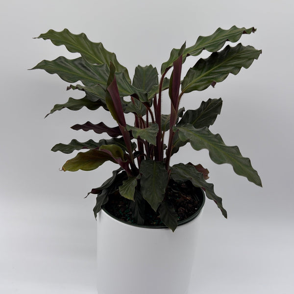 How to Care for Calathea Rufibarba