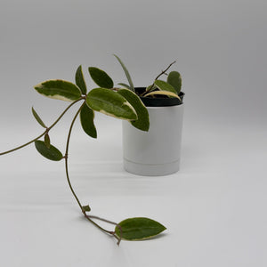 How to Care for Variegated Hoya Acuta Albo-Marginata