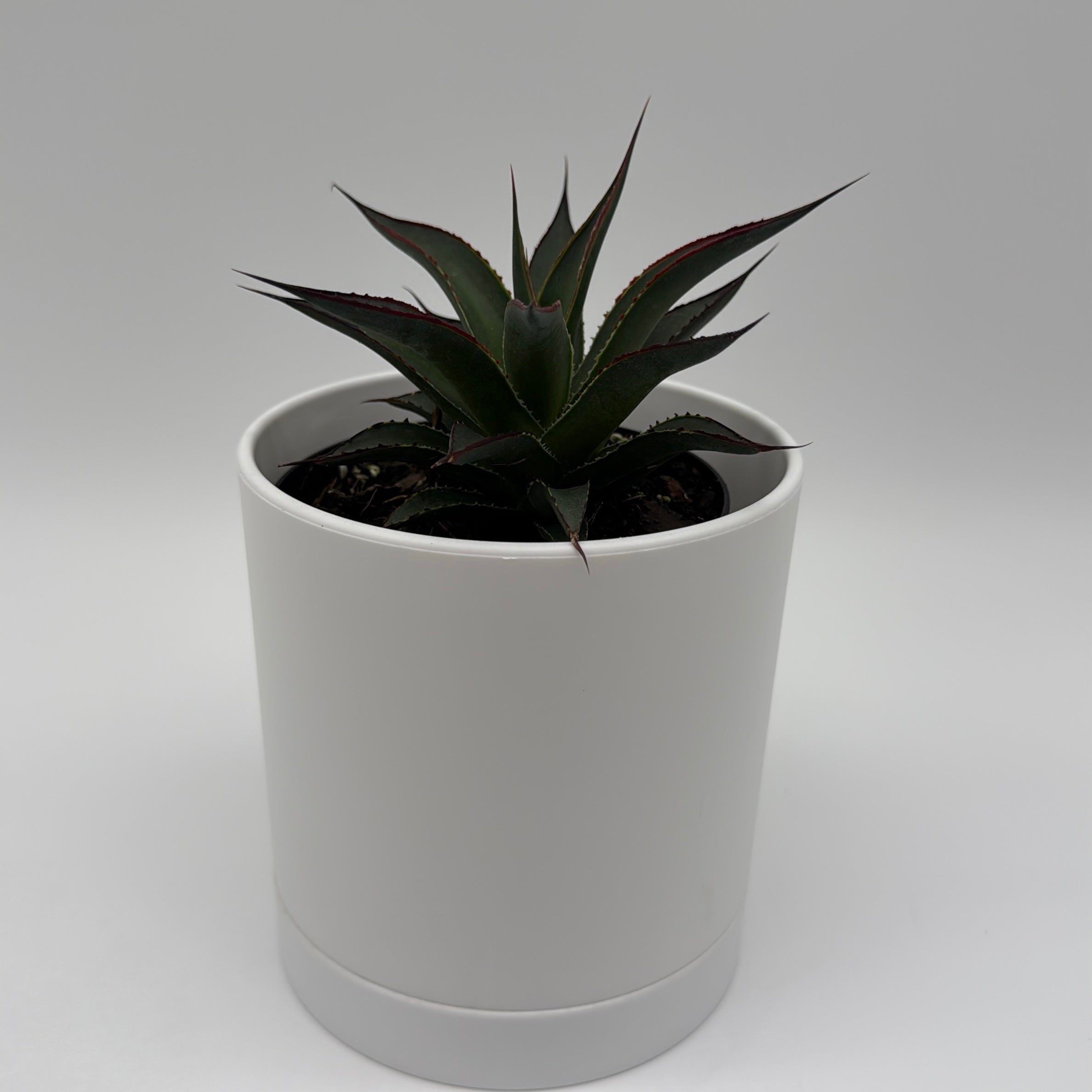Runo Plants | Blue Agave Plant Care Guide – RUNOPLANTS