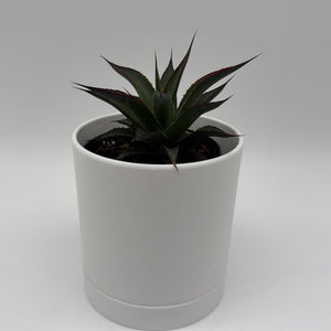 How to Care for Blue Agave