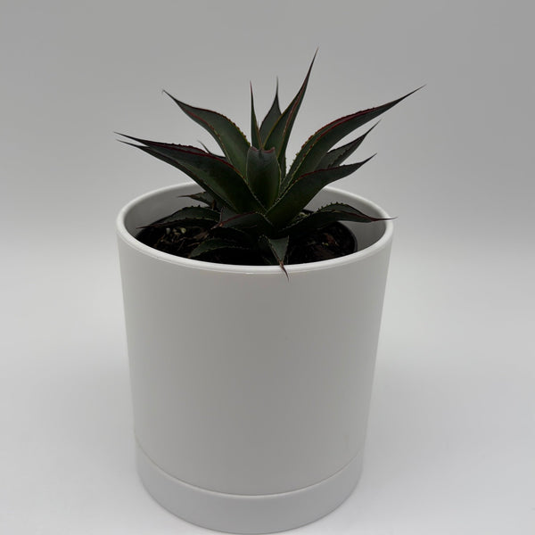 How to Care for Blue Agave