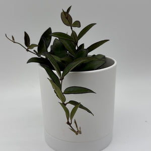 How to Care for Hoya Rosita