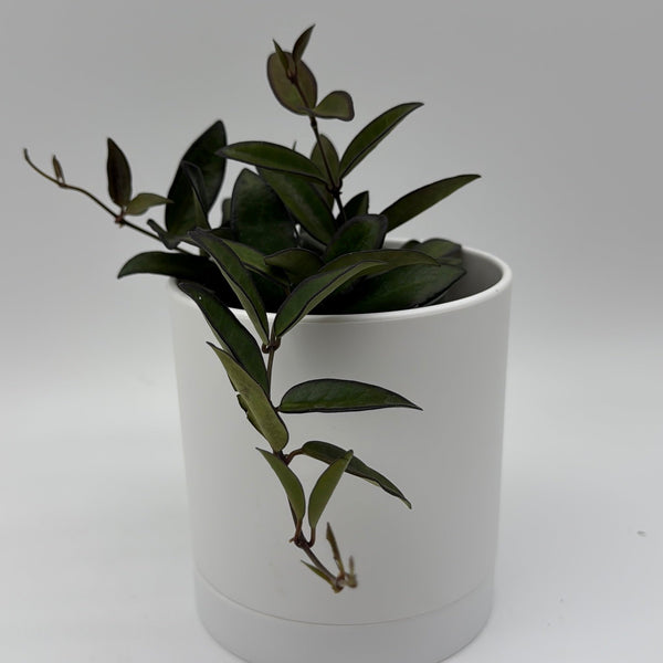 How to Care for Hoya Rosita