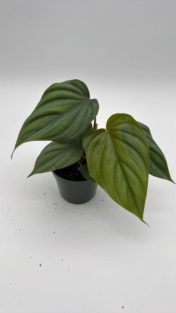 How to Care for Philodendron Colombia