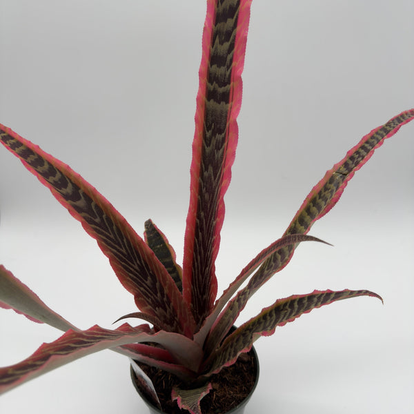 How to Care for Cryptanthus Pink Earth Star