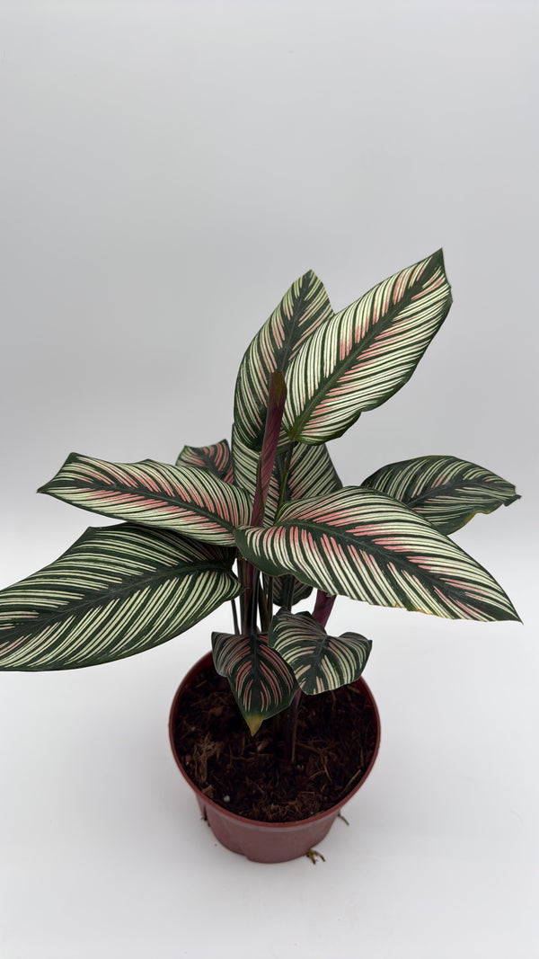How to Care for Calathea White Star