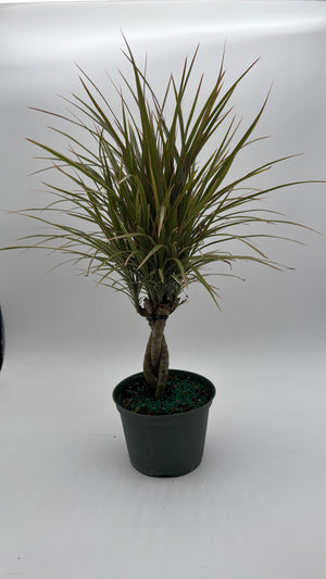How to Care for Bicolor Dracaena Marginata