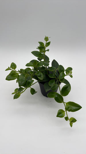 How to Care for Aeschynanthus Lipstick Plant Mona Lisa