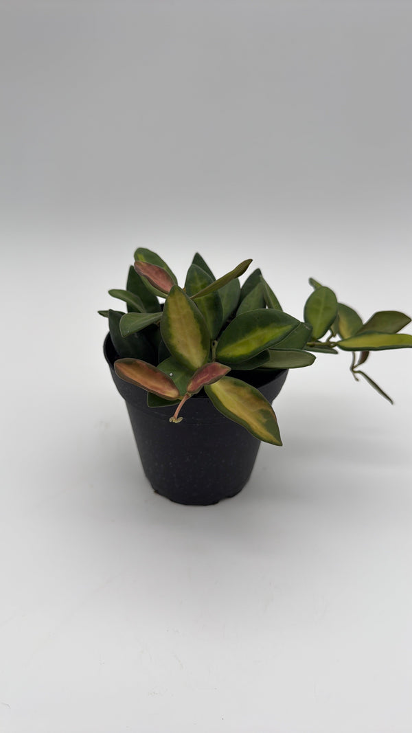 How to Care for Variegated Hoya Burtoniae