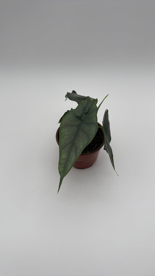 How to Care for Alocasia Dragons Breath