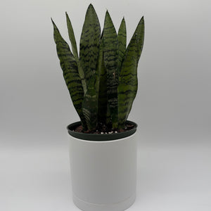 How to Care for Sansevieria Zeylanica Zebra (Snake Plant)