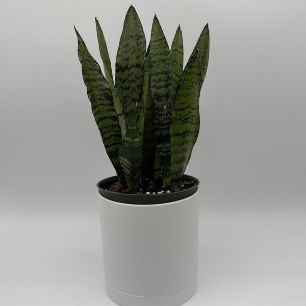 How to Care for Sansevieria Zeylanica Zebra (Snake Plant)
