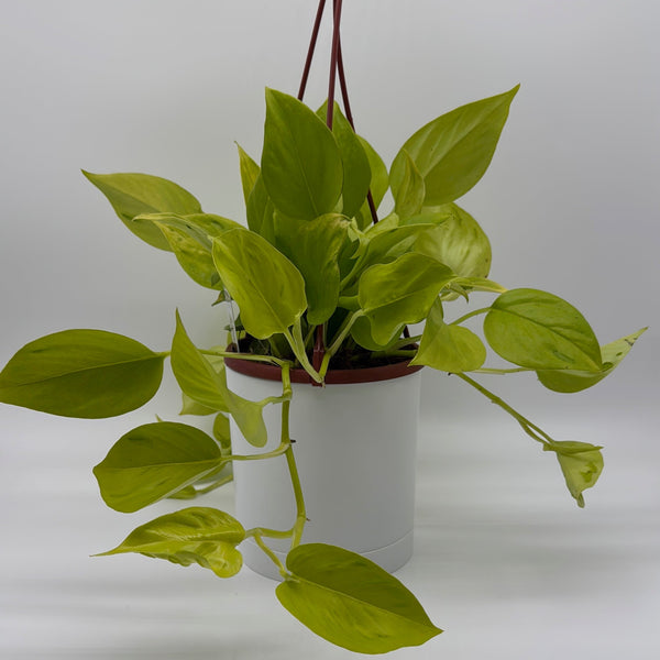 How to Care for Pothos Sao Paulo