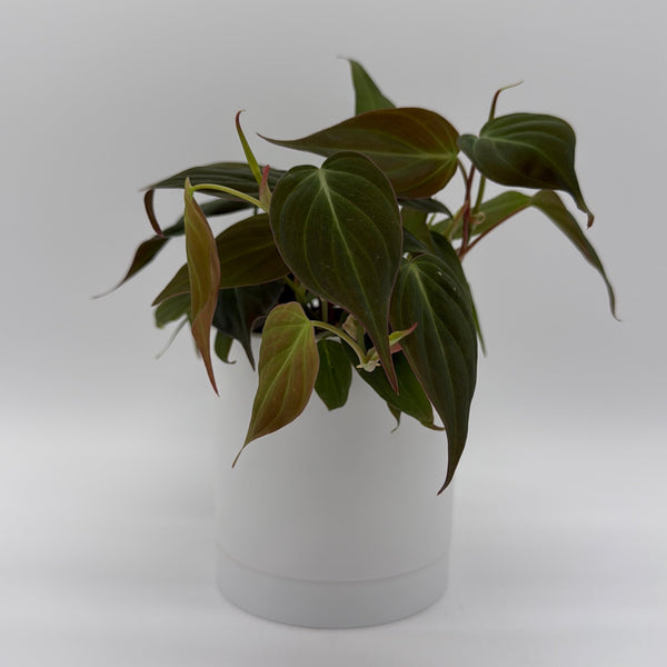 How to Care for Philodendron Micans