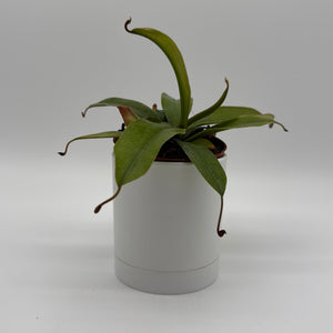 How to Care for Nepenthes Bloody Mary (Tropical Pitcher Plant)
