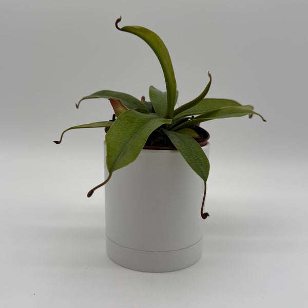How to Care for Nepenthes Bloody Mary (Tropical Pitcher Plant)