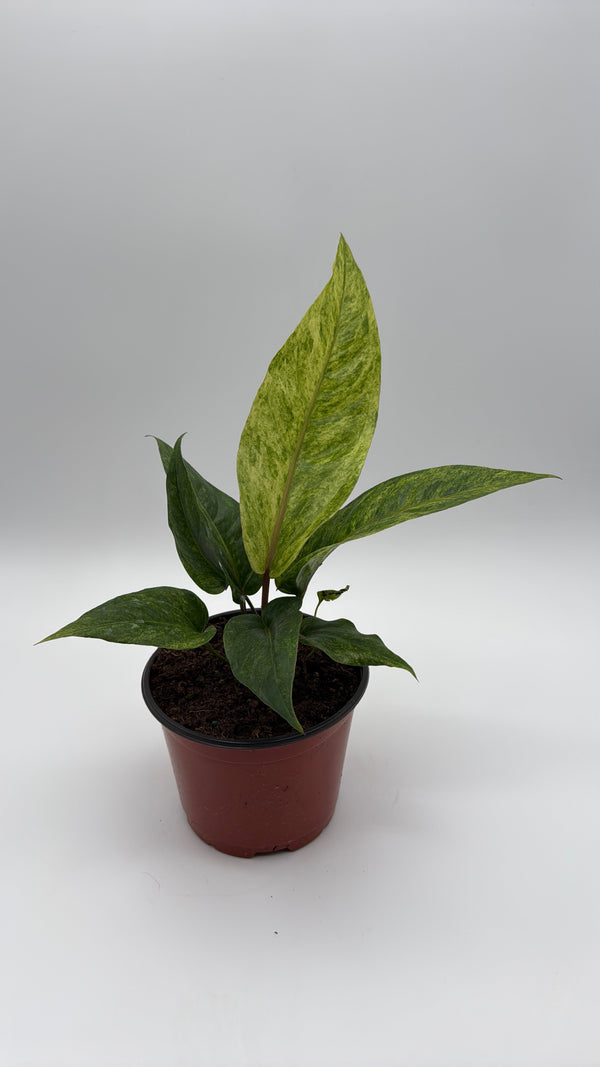 How to Care for Variegated Anthurium Renaissancei