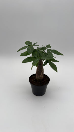 How to Care for Money Tree Stump