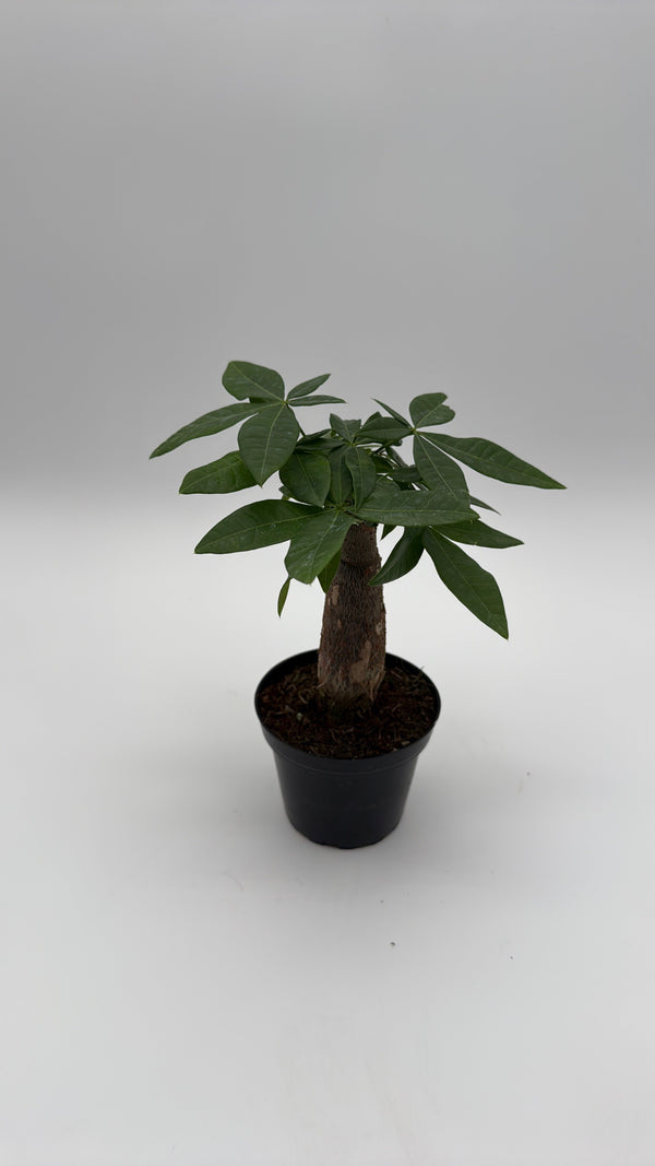 How to Care for Money Tree Stump