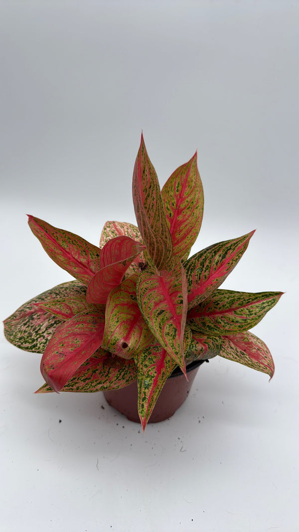 How to Care for Aglaonema Pink Legacy