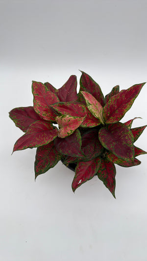 How to Care for Aglaonema Red Angel